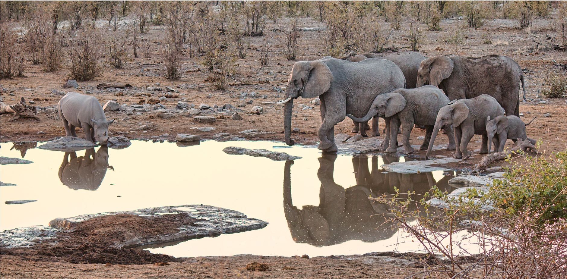 Un troupeau d'éléphants d'Afrique et un rhinocéros se rassemblent autour d'un point d'eau calme dans le parc national d'Etosha.
