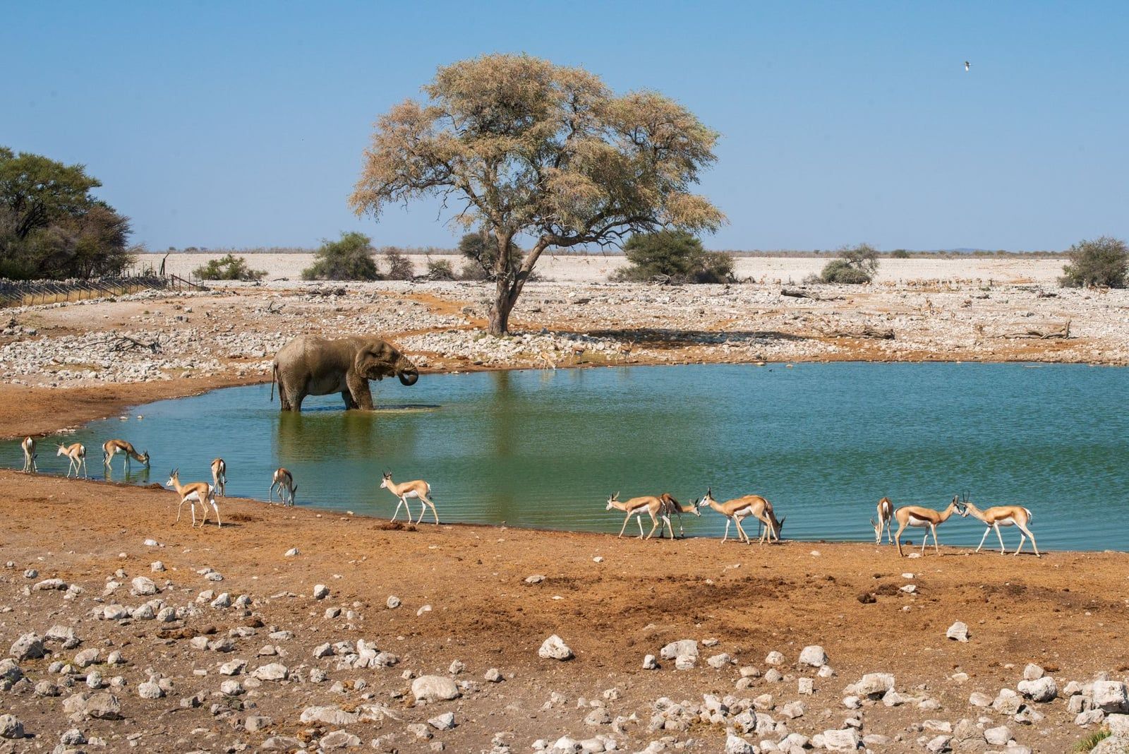 Ein Elefant watet im Wasserloch des Okaukuejo-Camps, während Springböcke sich am Ufer im Etosha-Nationalpark versammeln.