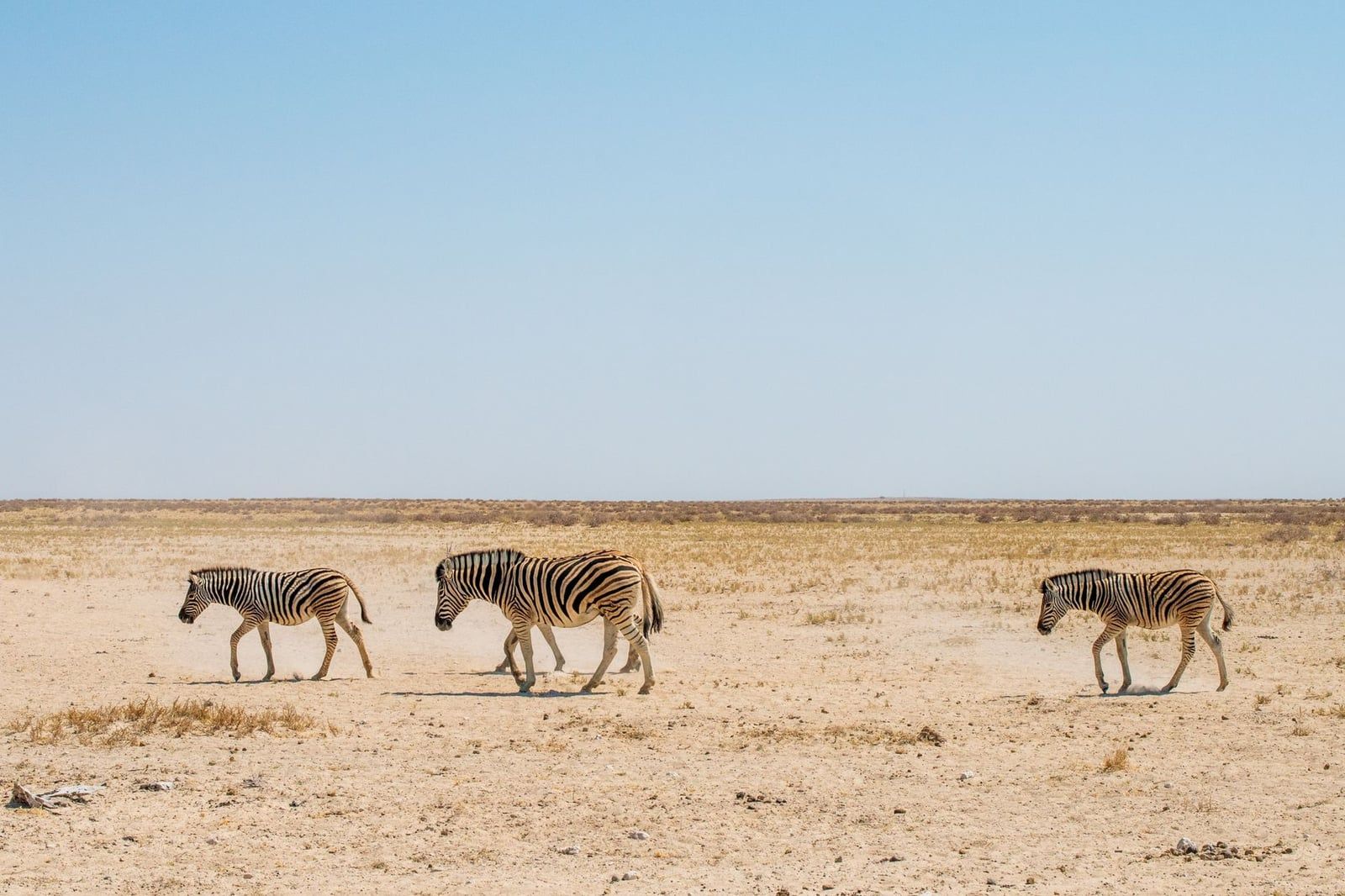 Drei Zebras wandern über eine weite, flache, trockene Ebene unter klarem blauem Himmel im Etosha-Nationalpark.