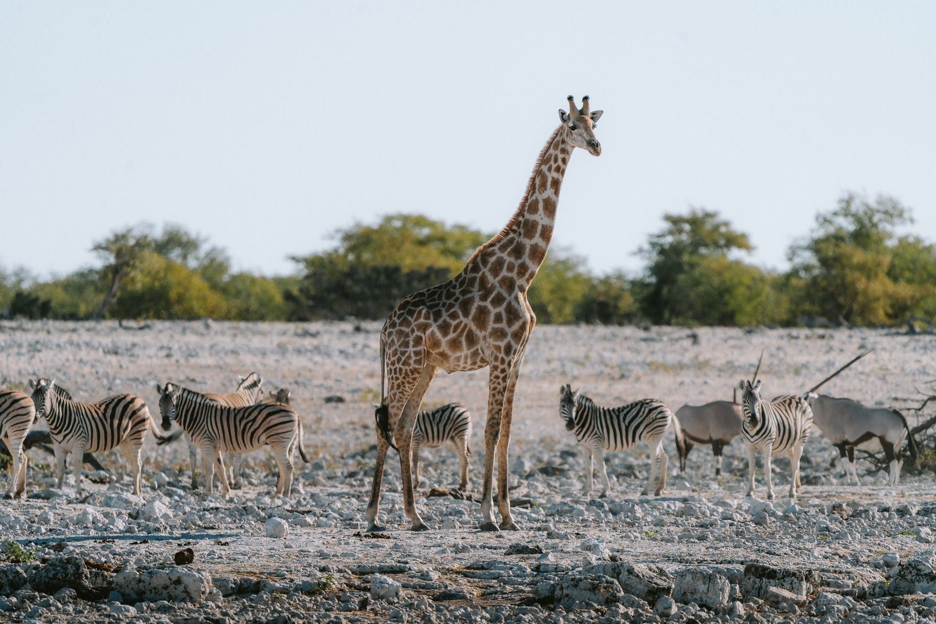 Une haute girafe se tient parmi des zèbres et des oryx sur les plaines arides du parc national d'Etosha.