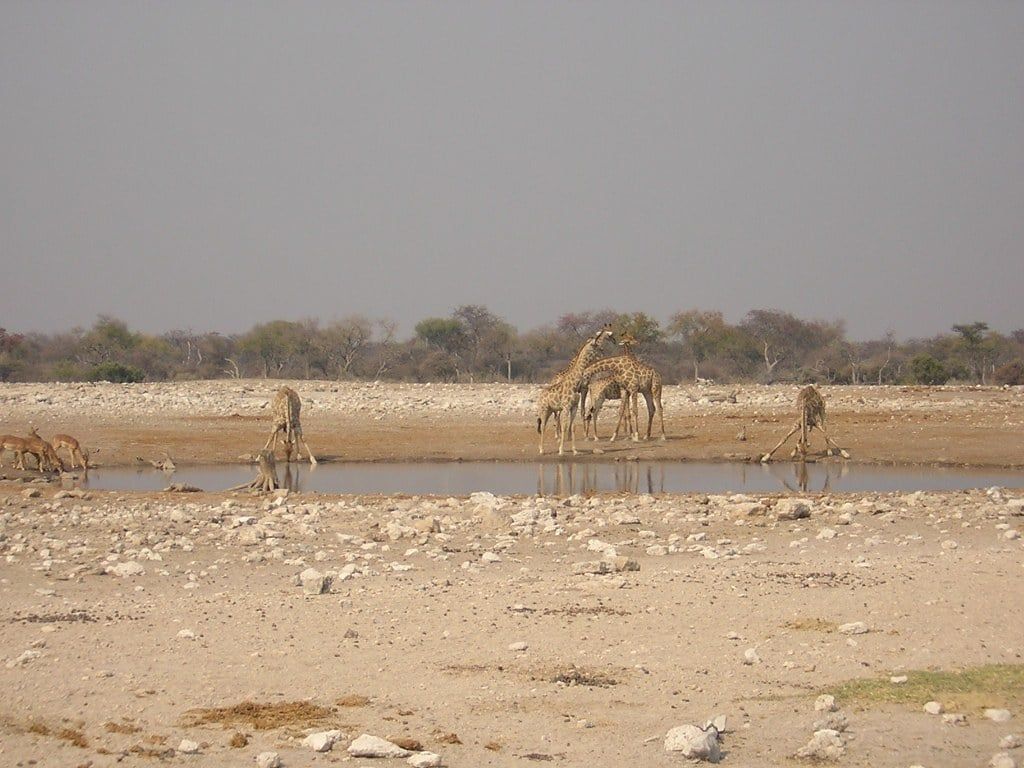 Jirafas abren las patas para beber en un abrevadero de las áridas llanuras del Parque Nacional Etosha.