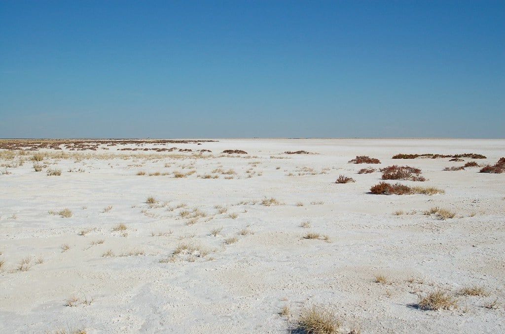 La vasta extensión blanca y agrietada de la panza de Etosha se extiende hasta el horizonte llano bajo un cielo azul despejado en el Parque Nacional de Etosha.