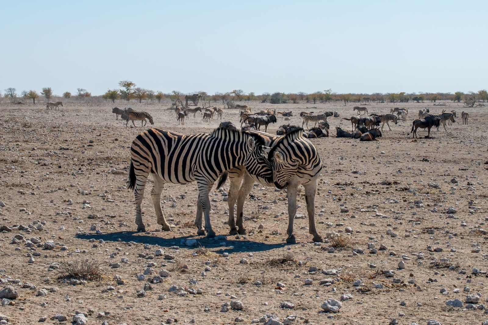 Dos cebras se acarician sobre el terreno pedregoso del Parque Nacional de Etosha mientras otros animales del rebaño pastan al fondo.