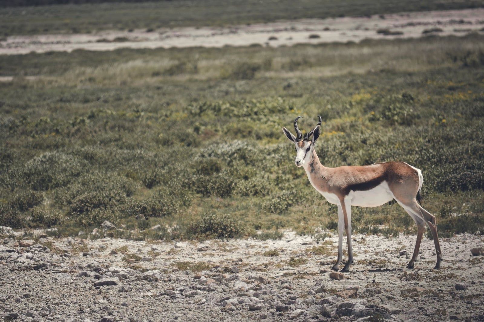 Una gacela saltarina (springbok) de pie en las llanuras de hierba del Parque Nacional de Etosha, en Namibia.