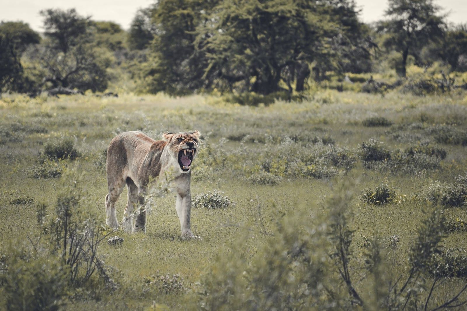 Una leona gruñendo mientras camina por la sabana de hierba del Parque Nacional de Etosha.