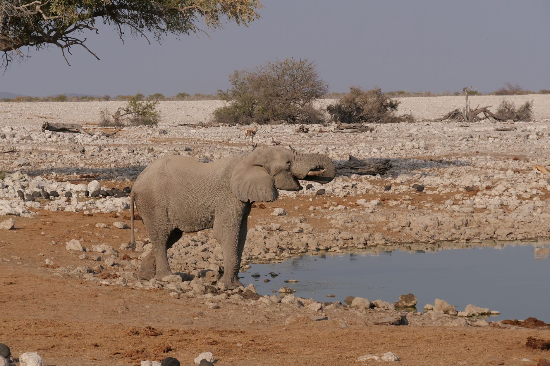 Un éléphant d'Afrique boit à un point d'eau dans le paysage aride du parc national d'Etosha.