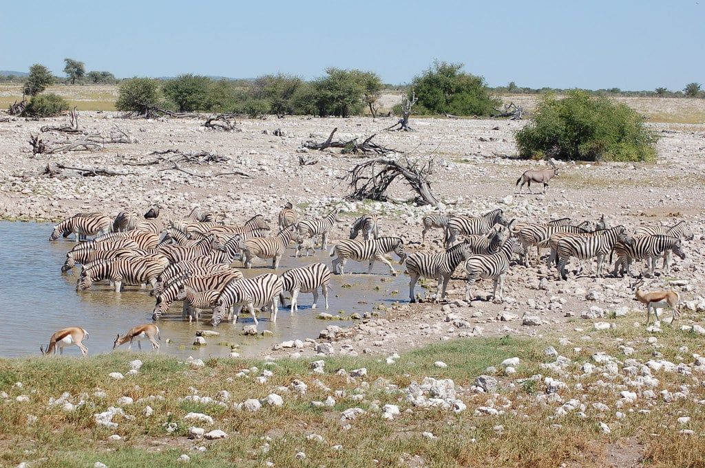 A herd of zebras and several springbok gather to drink at a waterhole in Etosha National Park.