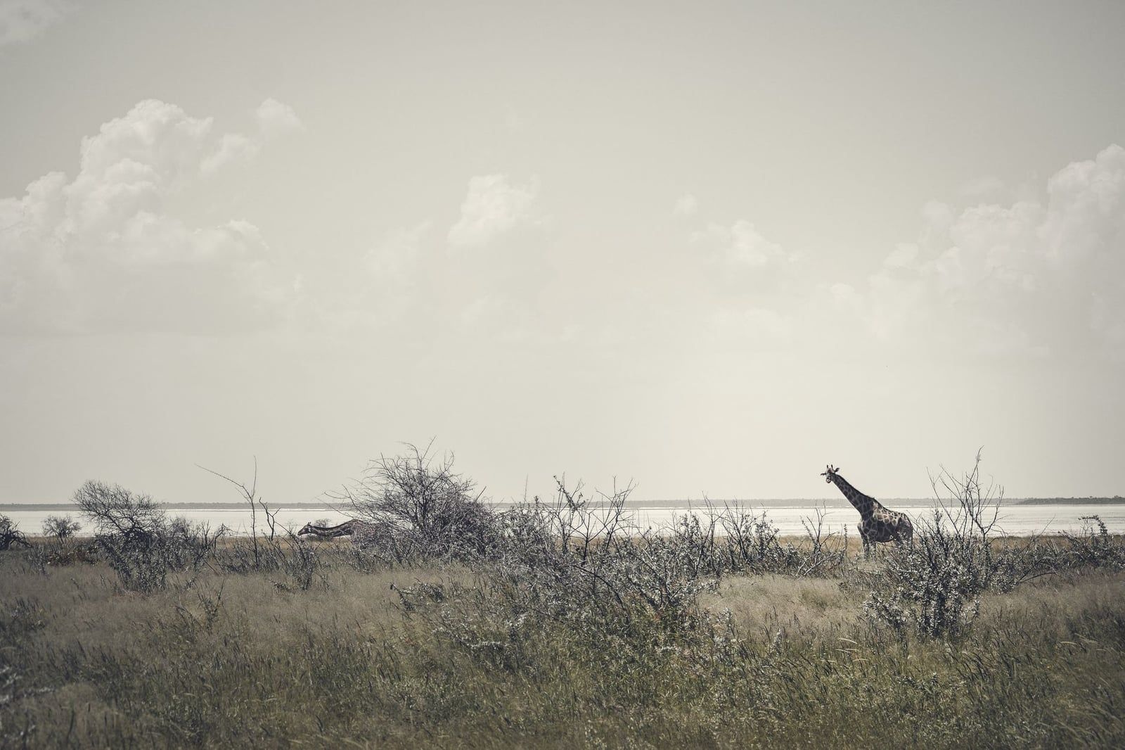 A giraffe stands among dry savanna shrubs with the shimmering white expanse of the Etosha Pan along the horizon in Etosha National Park.