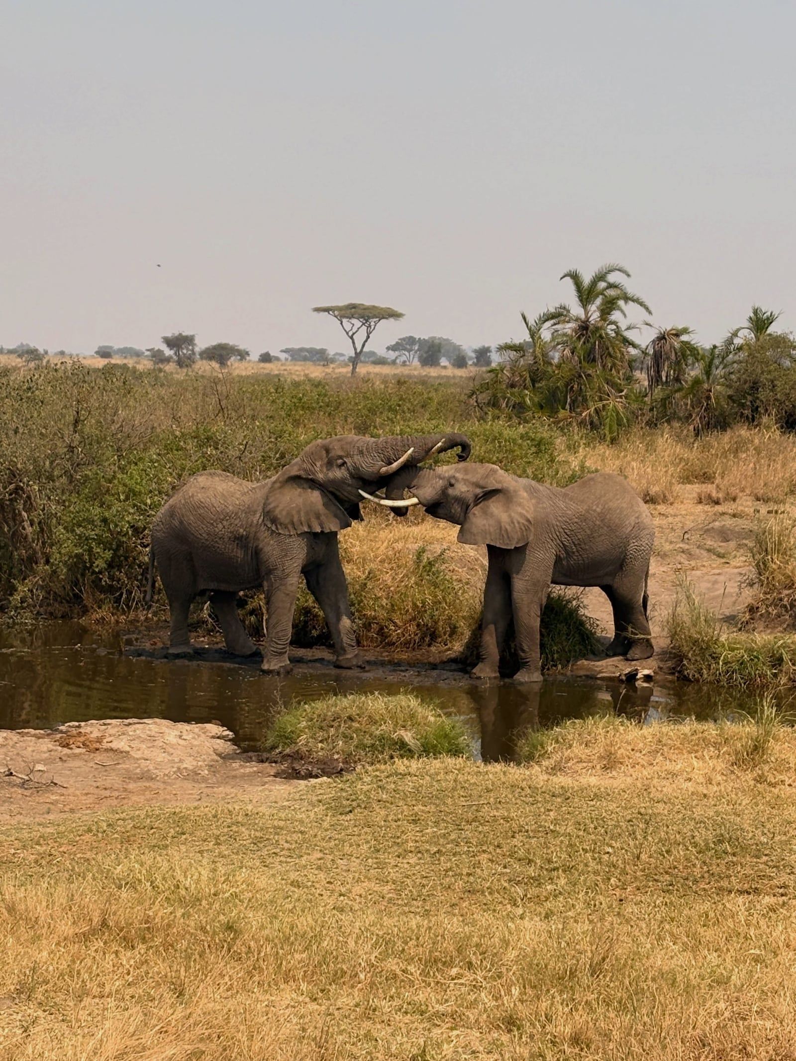 Vue de Parc national d'Etosha