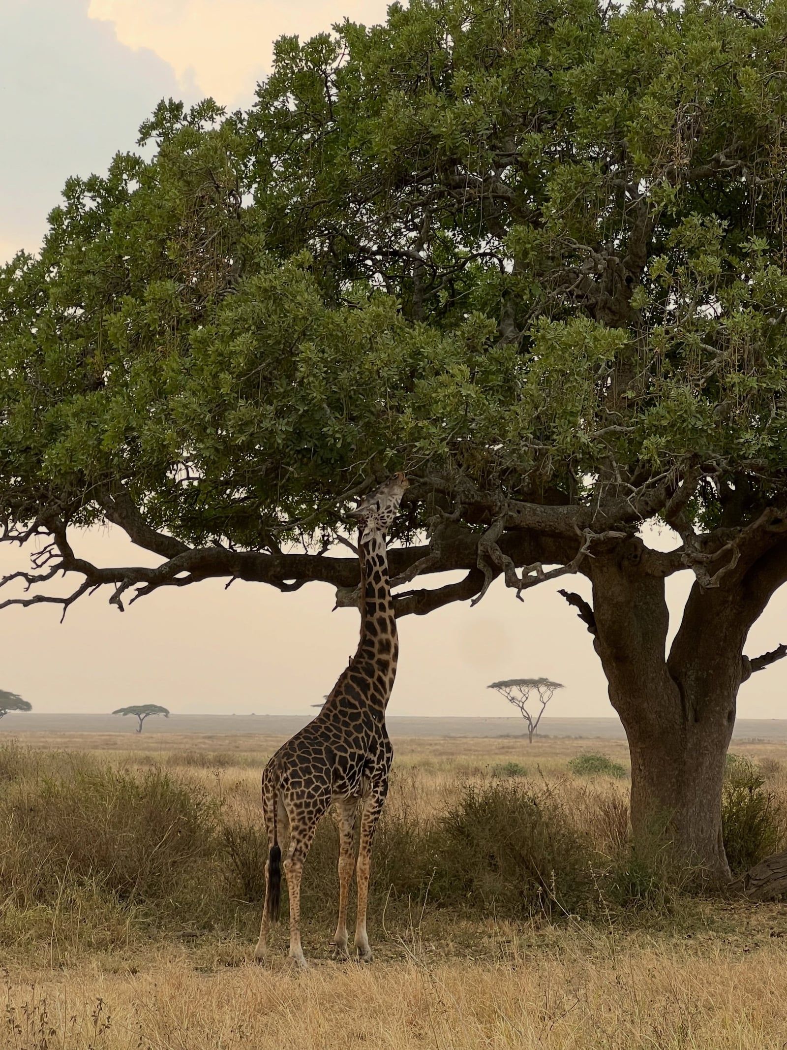 Vue de Parc national d'Etosha