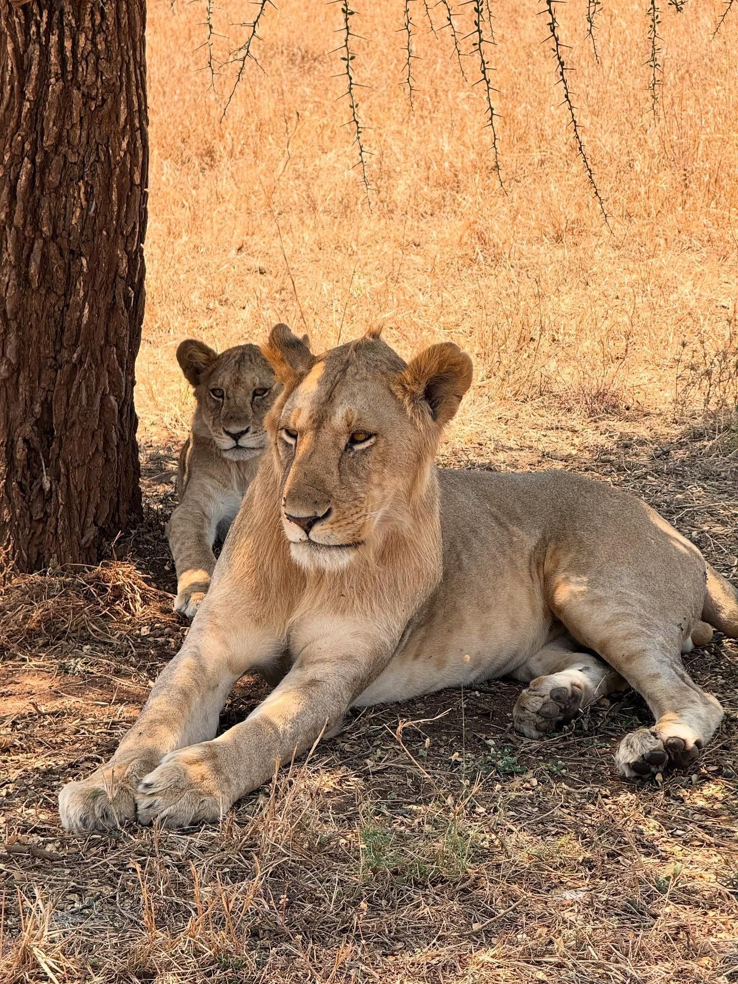 Photo de visiteur d'un circuit à Parc national d'Etosha